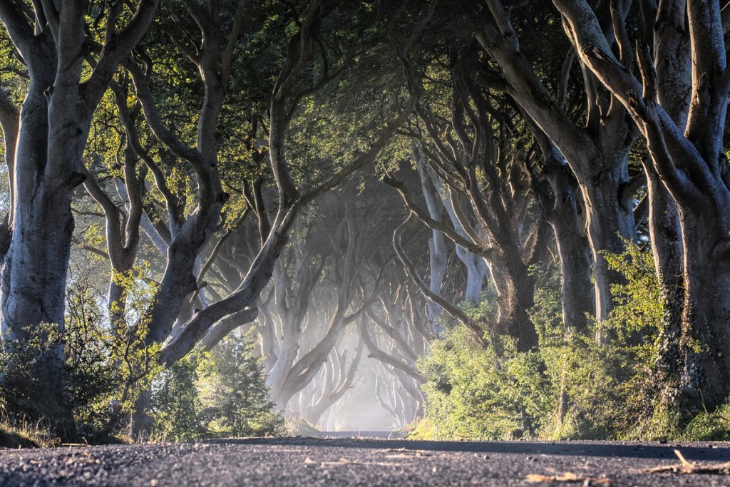 Ireland Group Tours, Dark Hedges